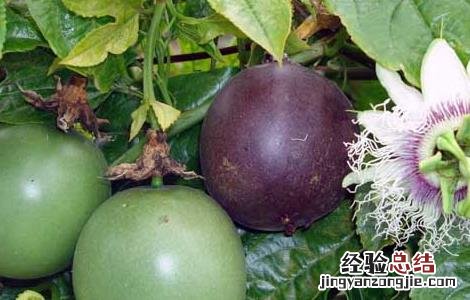 百香果的挑选方法 百香果的挑选方法图解