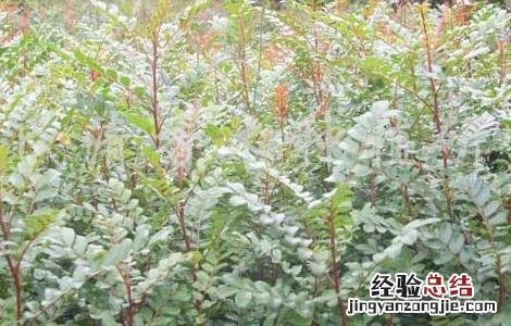 清香木的作用有哪些 清香木的用途 清香木的作用有哪些