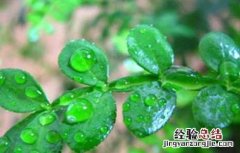 清香木的作用有哪些 清香木的用途 清香木的作用有哪些