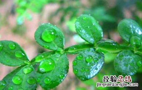 清香木的作用有哪些 清香木的用途 清香木的作用有哪些