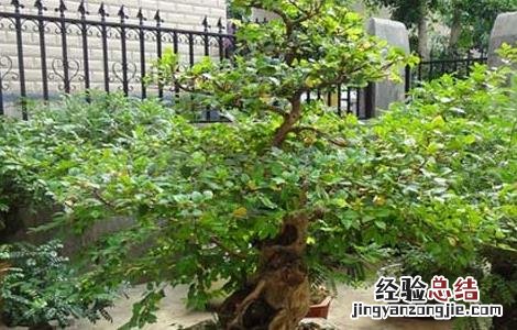 清香木的作用有哪些 清香木的用途 清香木的作用有哪些