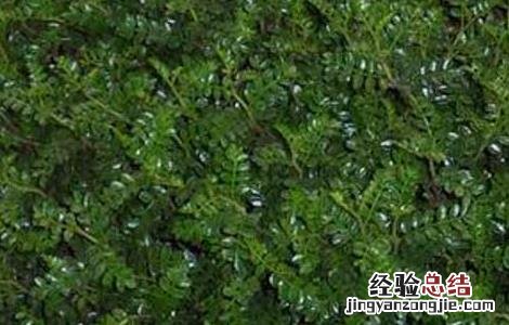 清香木的作用有哪些 清香木的用途 清香木的作用有哪些