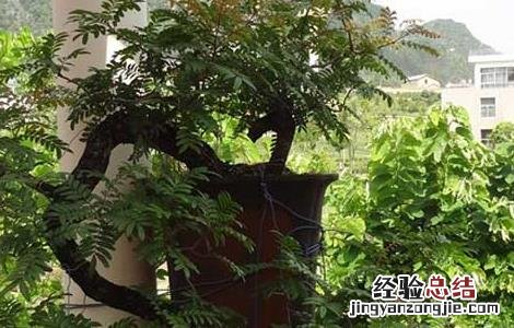 清香木真能驱蚊吗 清香木真的可以驱蚊吗