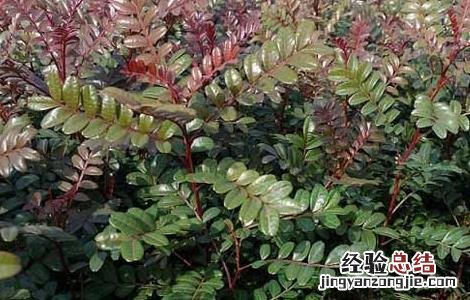 清香木真能驱蚊吗 清香木真的可以驱蚊吗