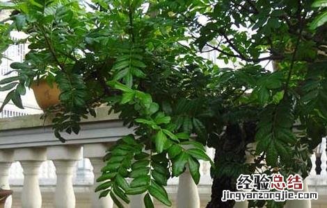 清香木真能驱蚊吗 清香木真的可以驱蚊吗