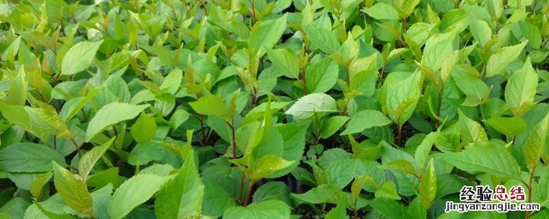 鲁樱3号大樱桃苗哪里有卖 鲁樱3号大樱桃苗哪里有