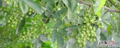 北方可以种植麻椒树吗 北方可以栽花椒树吗