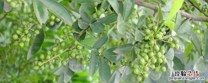 北方可以种植麻椒树吗 北方可以栽花椒树吗