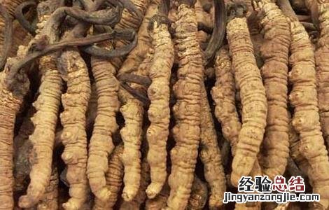 冬虫夏草酒自制方法 冬虫夏草酒自制方法