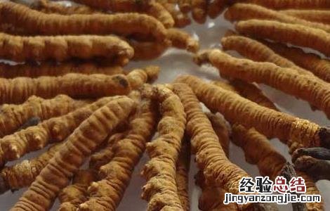 冬虫夏草酒自制方法 冬虫夏草酒自制方法