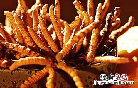 冬虫夏草酒自制方法 冬虫夏草酒自制方法