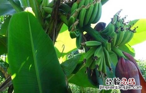 香蕉什么时候吃最好,一天吃多少 香蕉什么时候吃最好