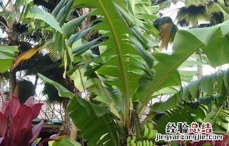 香蕉什么时候吃最好,一天吃多少 香蕉什么时候吃最好