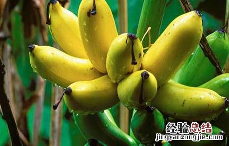 香蕉什么时候吃最好,一天吃多少 香蕉什么时候吃最好