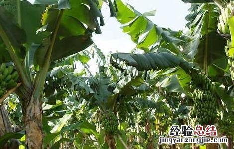 香蕉什么时候吃最好,一天吃多少 香蕉什么时候吃最好