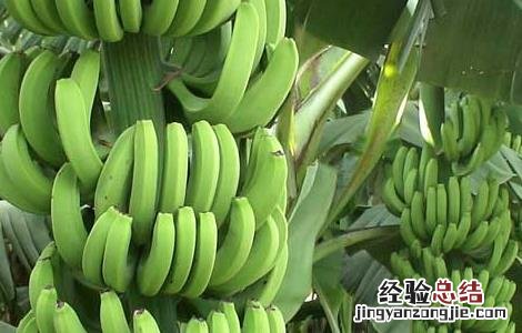 香蕉什么时候吃最好,一天吃多少 香蕉什么时候吃最好