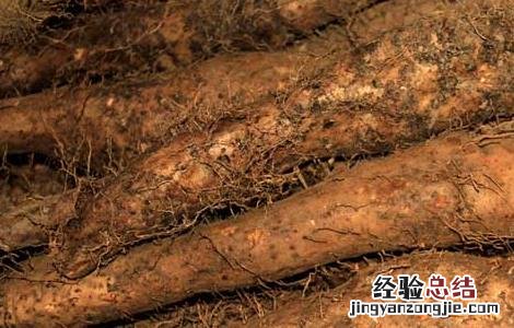 山药发芽能吃吗 看完你就知道了 山药发芽能吃吗