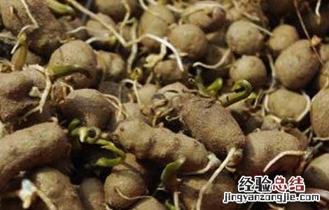 山药发芽能吃吗 看完你就知道了 山药发芽能吃吗