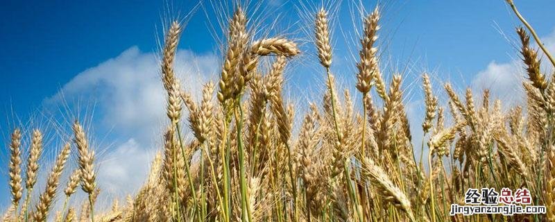 东北平原小麦一年几熟 东北小麦一年几熟