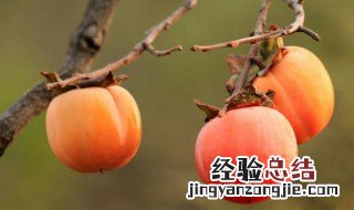 吃柿子后不能吃什么食物 柿子不能和什么一起同食