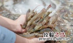 对虾烧豆腐如何做 做虾烧豆腐的方法