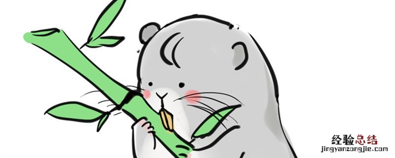 竹鼠的饲养方法和喂料 竹鼠精料最佳配方