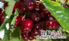 车厘子热量高吗 车厘子热量高吗易长胖吗