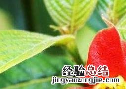 嘴唇花植物 嘴唇花好养吗
