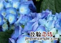 紫阳花怎么养才开花 紫阳花怎么养