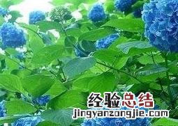 佩恩紫阳花图片 紫阳花图片