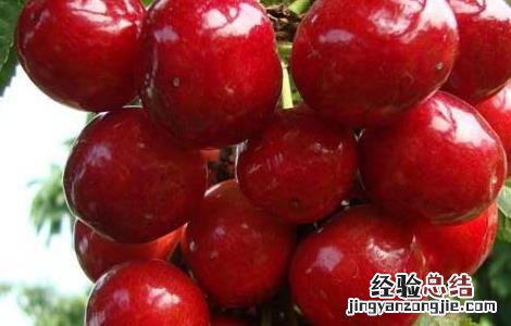 车厘子能放冰箱吗 草莓和车厘子能放冰箱吗