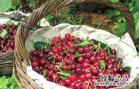 车厘子吃多了上火吗