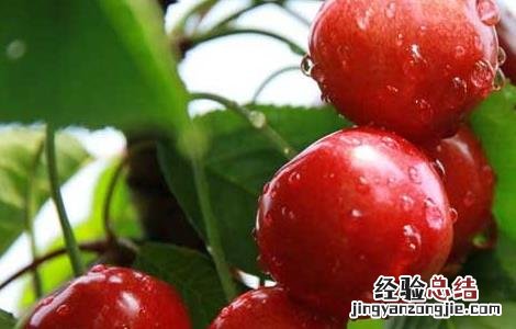 车厘子吃多了上火吗