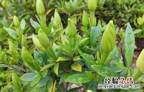 栀子花可以放卧室吗,怎么养 栀子花可以放卧室吗