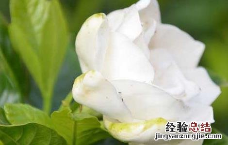 栀子花可以放卧室吗,怎么养 栀子花可以放卧室吗