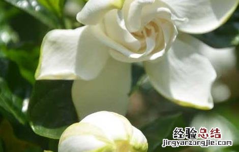 栀子花可以放卧室吗,怎么养 栀子花可以放卧室吗