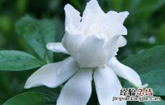 栀子花可以放卧室吗,怎么养 栀子花可以放卧室吗