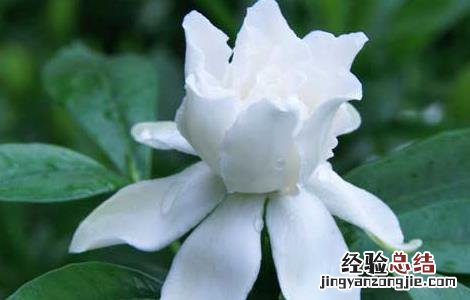 栀子花可以放卧室吗,怎么养 栀子花可以放卧室吗