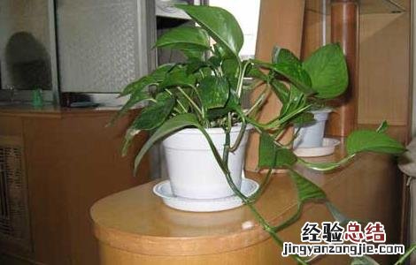 绿萝能吸甲醛吗 知乎 绿萝能吸甲醛吗
