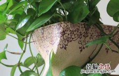 绿萝能吸甲醛吗 知乎 绿萝能吸甲醛吗