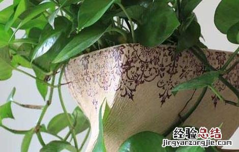 绿萝能吸甲醛吗 知乎 绿萝能吸甲醛吗
