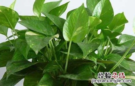 绿萝能吸甲醛吗 知乎 绿萝能吸甲醛吗