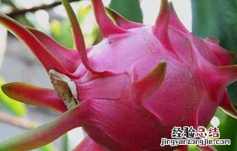 火龙果怎么保存才新鲜 火龙果怎么保存