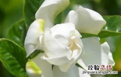 孕妇室内可以放栀子花吗 家里有孕妇能养栀子花吗