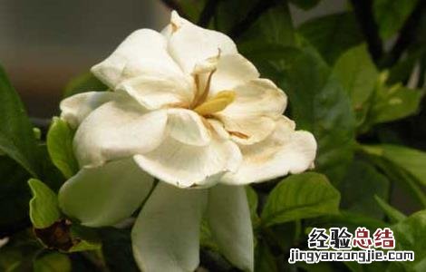 孕妇室内可以放栀子花吗 家里有孕妇能养栀子花吗