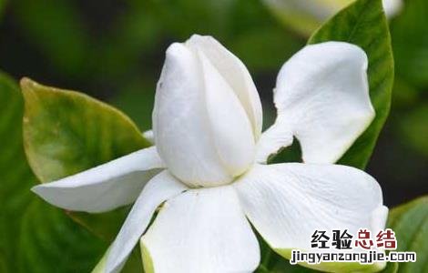孕妇室内可以放栀子花吗 家里有孕妇能养栀子花吗