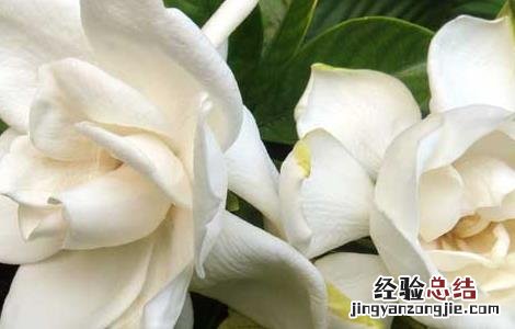 孕妇室内可以放栀子花吗 家里有孕妇能养栀子花吗