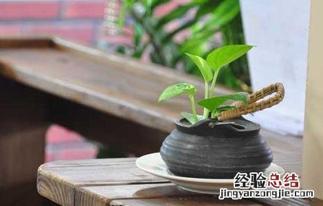 绿萝可以放在卧室吗 绿萝可以放在卧室吗对人体有害吗