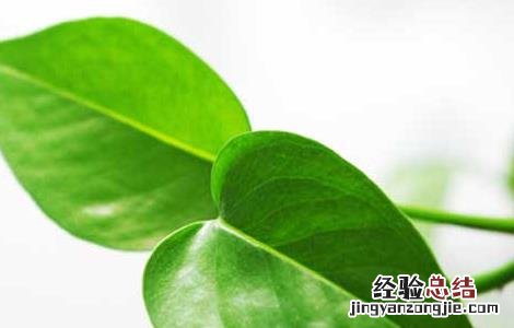 绿萝可以放在卧室吗 绿萝可以放在卧室吗对人体有害吗