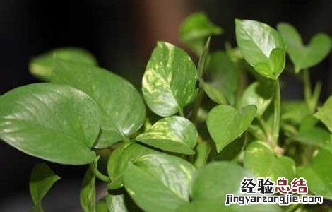 绿萝可以放在卧室吗 绿萝可以放在卧室吗对人体有害吗